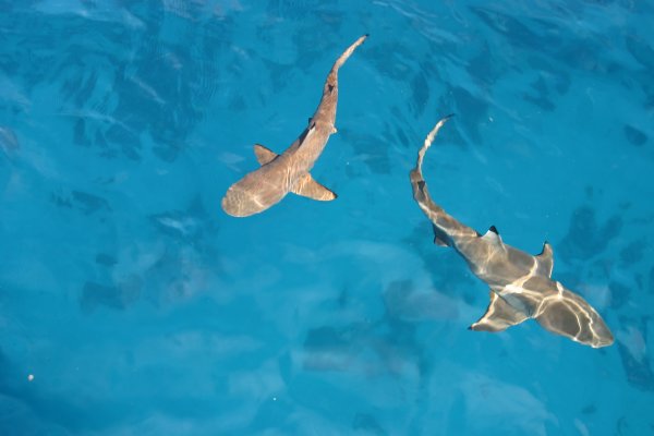 Ready for more lunch meat.